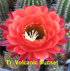 Tr. Volcanic Sunset.4.3.jpg 